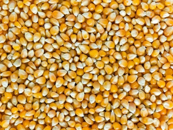 купить семена кукурузы