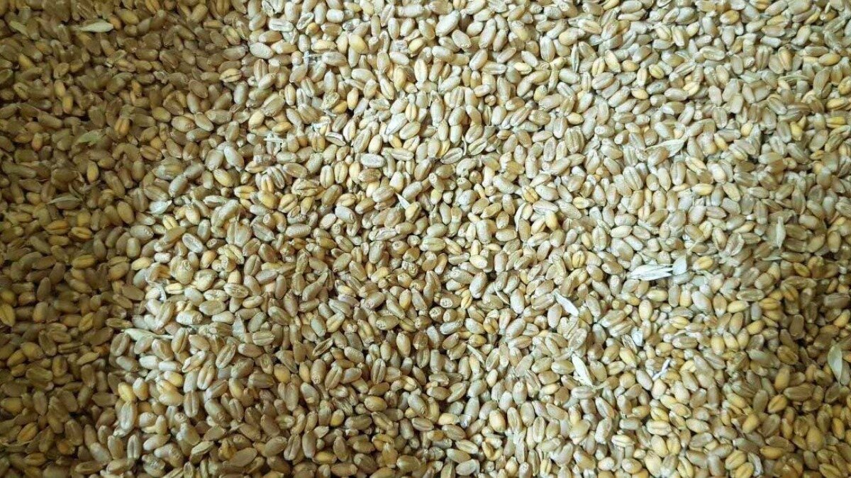 Купить семена пшеницы в Беларуси KWS КВС