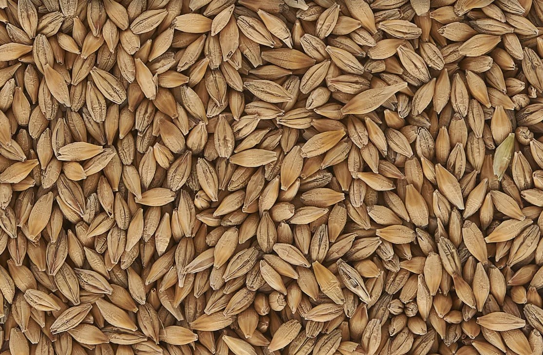 Купить семена ячменя